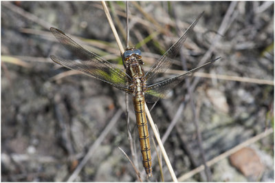 Beekoeverlibel - Orthetrum coerulescens 