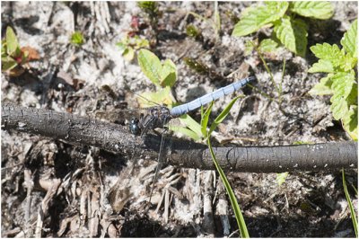 Beekoeverlibel - Orthetrum coerulescens - man - male