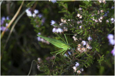 Sikkelsprinkhaan - Phaneroptera falcata