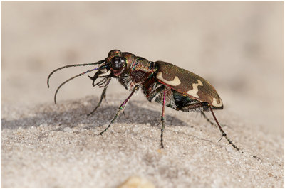 Basterdzandloopkever - Cicindela hybrida 