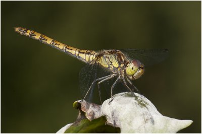 bruinrode Heidelibel - Sympetrum striolatum - vrouwtje - female