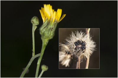 gewoon- of dicht Havikskruid - Hieracium vulgatum