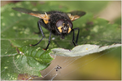 Schorsvlieg - Mesembrina meridiana