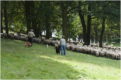 schapen op de binnendijk