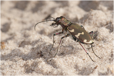 Basterdzandloopkever - Cicindela hybrida