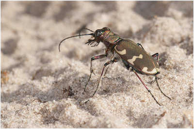 Basterdzandloopkever - Cicindela hybrida 