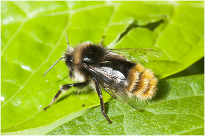 Steenhommel - Bombus lapidarius