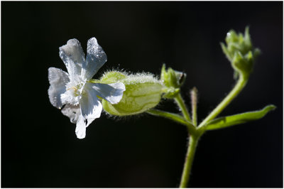 Avondkoekoeksbloem - Silene latifolia