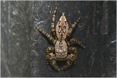 Schorsmarpissa - Marpissa muscosa