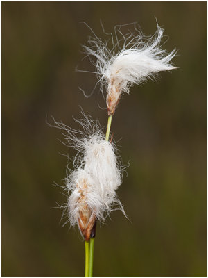 Veenpluis - Eriophorum angustifolium