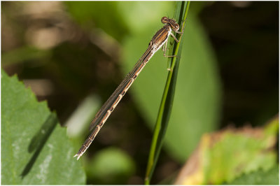 bruine Winterjuffer - Sympecma fusca