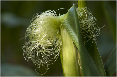 Mas  -  Zea mays 