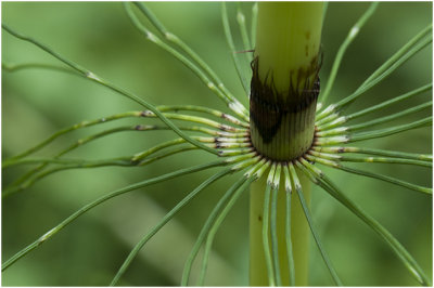 Heermoes - Equisetum arvense