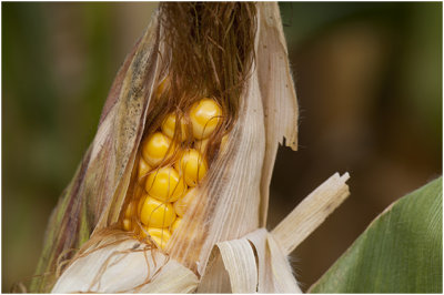 Mas  -  Zea mays 