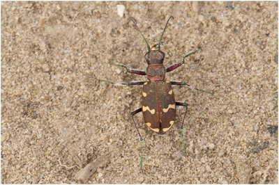 Basterdzandloopkever - Cicindela hybrida 