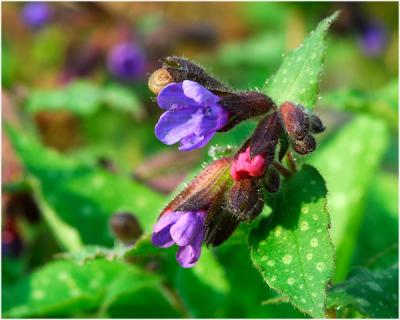 Longkruid - Pulmonaria