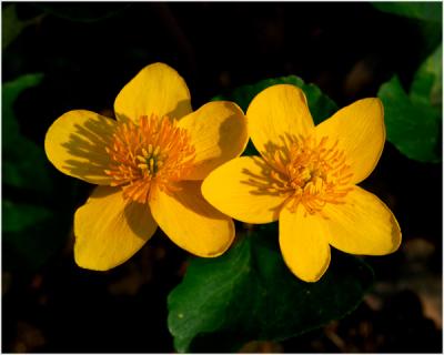 gewone Dotterbloem - Caltha palustris