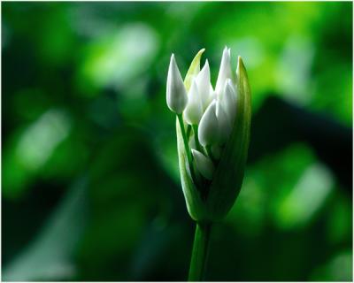 Daslook - Allium ursinum