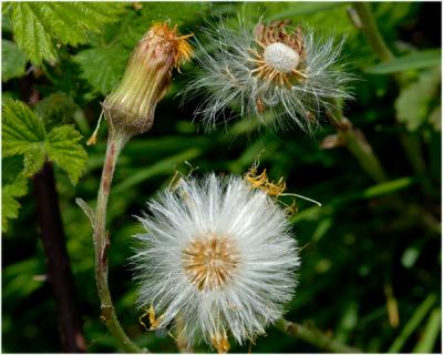 Klein hoefblad  - Tussilago farfara