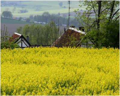 Camerig zondag 7 mei 2006
