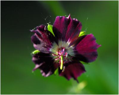 Donkere ooievaarsbek - Geranium phaeum.jpg