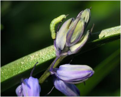 Boshyacint  - Hyacinthus orientalis