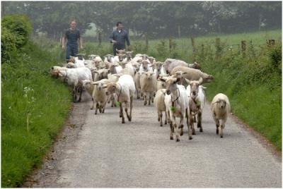 Gerendal Al vroeg geschoren Mergellandschapen gaan terug in de wei
