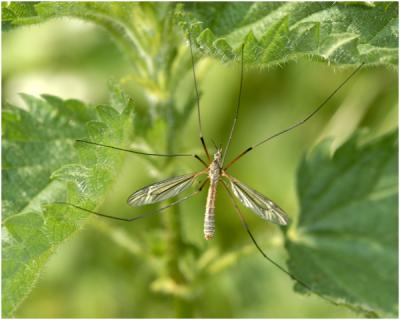 langpootmug - Tipula vernalis - mannetje