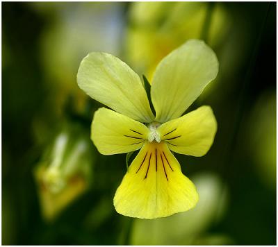 Zinkviooltje - Viola lutea .jpg