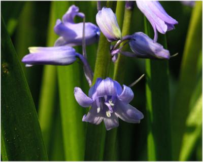 Boshyacint - Hyacinthus orientalis.jpg