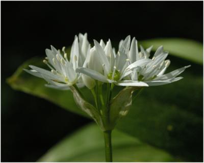 Daslook - Allium ursinum.jpg