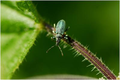 Groene snuitkever - Chlorophanus viridis