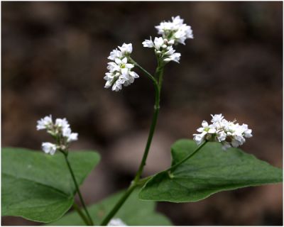 Boekweit - Fagopyrum esculentum.jpg