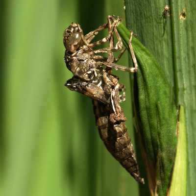 Pophuis van de libelle