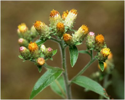 Donderkruid - Inula conyzae .jpg