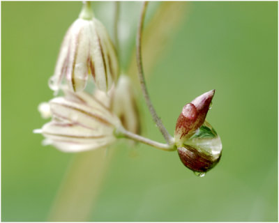 Moeslook - Allium oleraceum  .jpg