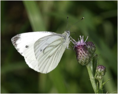  klein geaderd Witje - Pieris napi