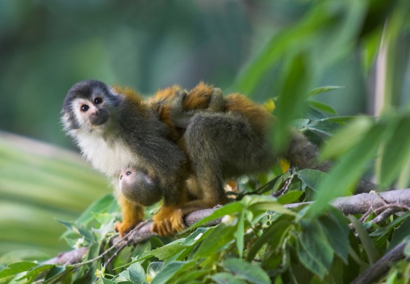 Nursing Squirrel monkey.jpg