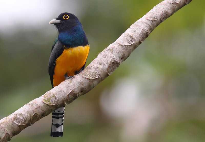 Violaceous Trogon VI.jpg