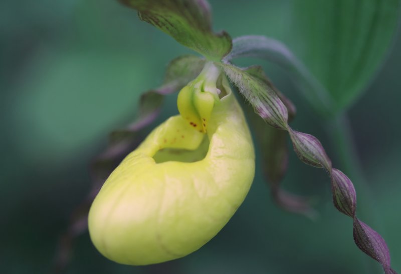 Yellow Lady Slipper V.jpg