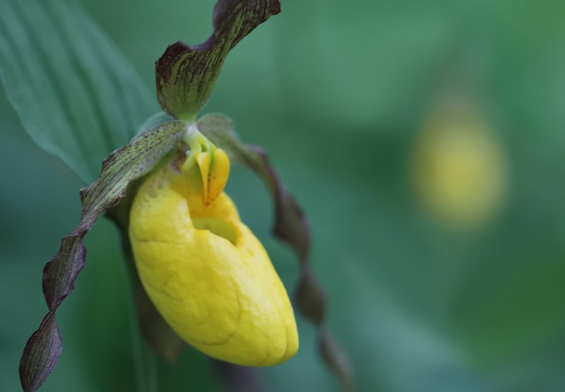 Yellow Lady Slipper VI.jpg