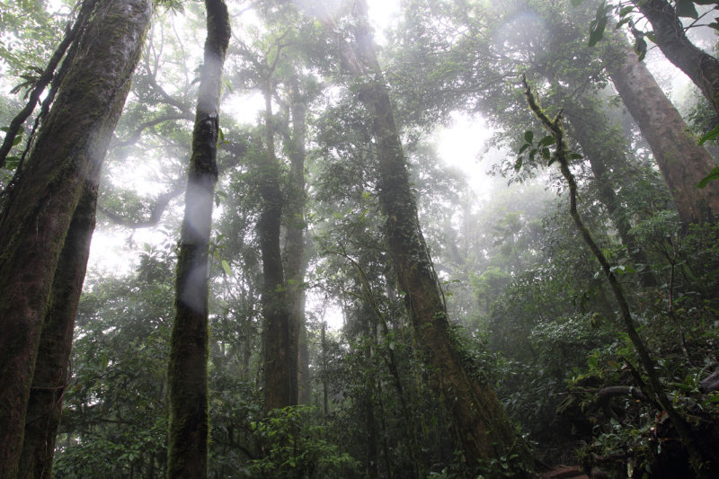 Trail through the rainforest copy.jpg