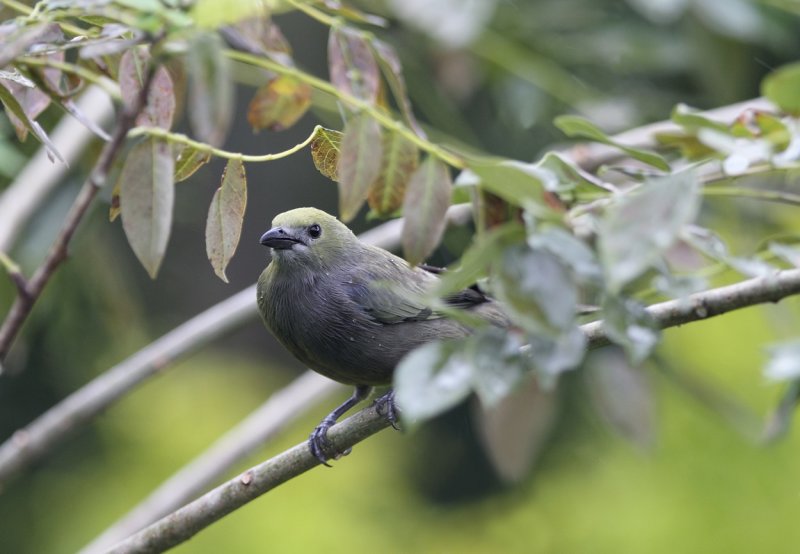 Sueno Celeste Palm Tanager .jpg