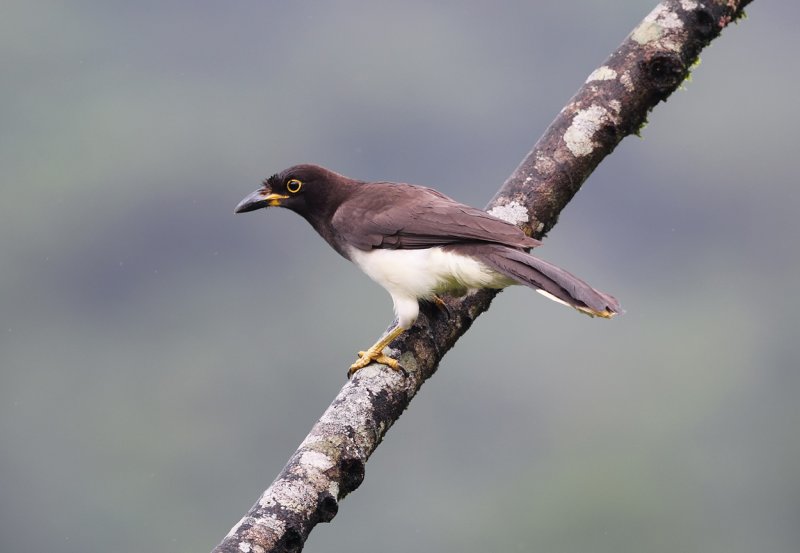 Arenal Brown Jay.jpg