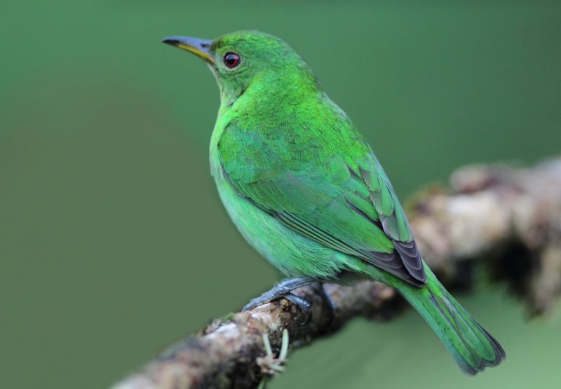 Female Green Honeycreeper copy.jpg