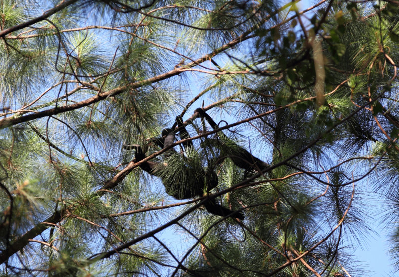 Howler monkeys in the pines copy.jpg