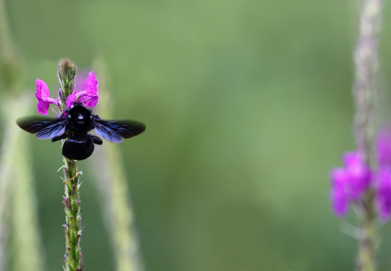 Blue Bumble Bee copy.jpg
