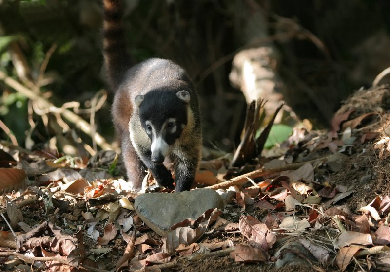 Coatimundi near lodge copy.jpg