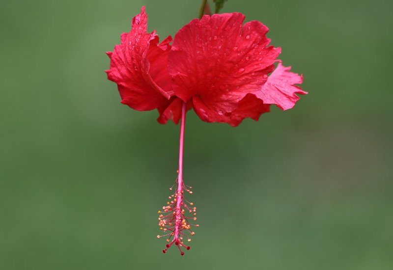Flora III copy.jpg