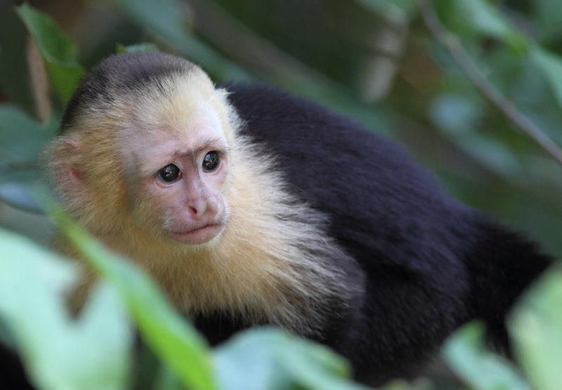Baby Capuchin in jungle copy.jpg